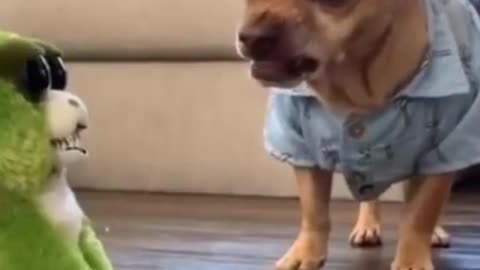 Funny 😂dogs and puppies reaction|