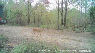 Trail Camera 4