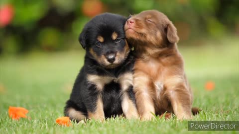 Dogs and puppies cute moments