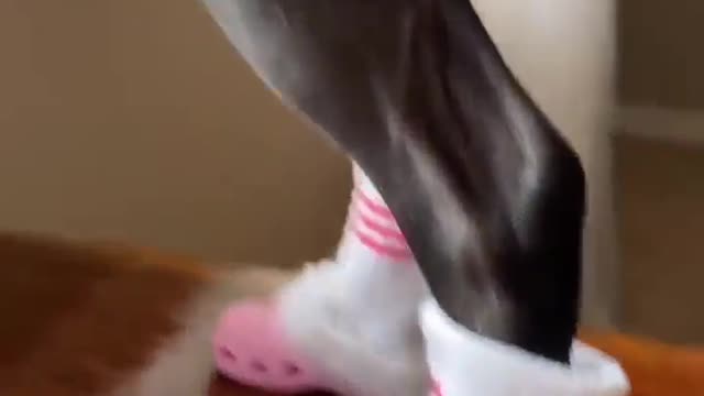 The Dog 🐕