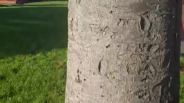 More 5G DEATHS OF TREES!