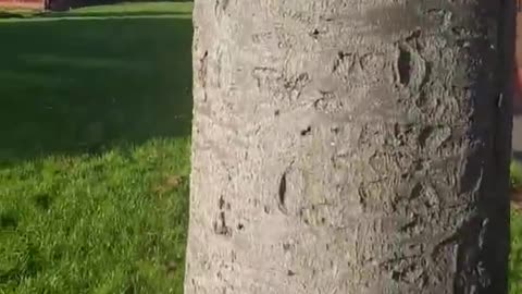 More 5G DEATHS OF TREES!