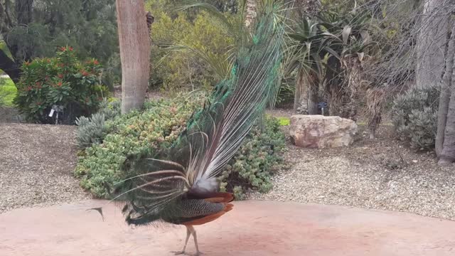 Beautiful moves made by a peacock.