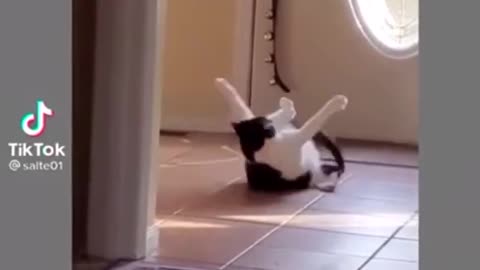 the cat is playing with his tail