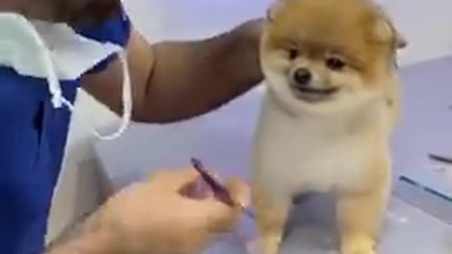 Cute and funny Dog 119