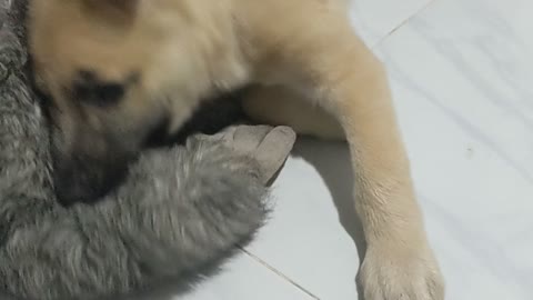 Leo love to play with his monkey