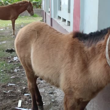 Norge og Tysklands heste pa''rring! Testen av hvor mye kraft en hest kan ha pågår
