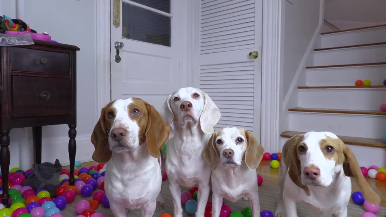 Puppy Surprised by Balls Falling Down Stairs: Cute Puppy Indie Has Cutest Reaction to EPIC Ball Drop