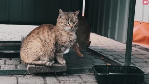 Meows to ATTRACT Cats Meow Sounds to Make Your Cat to Come to You