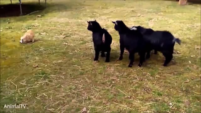 Cute Corgi dog is excited to play with new friends