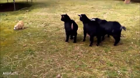 Cute Corgi dog is excited to play with new friends