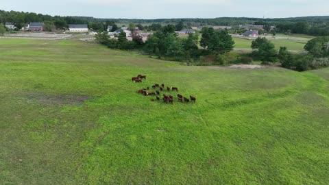 Cow farm