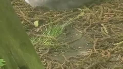 Funny cat playing in the grass