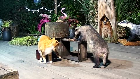 Hungry Badger Unbothered by Cat