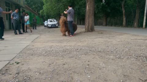 This is a dog or a lion