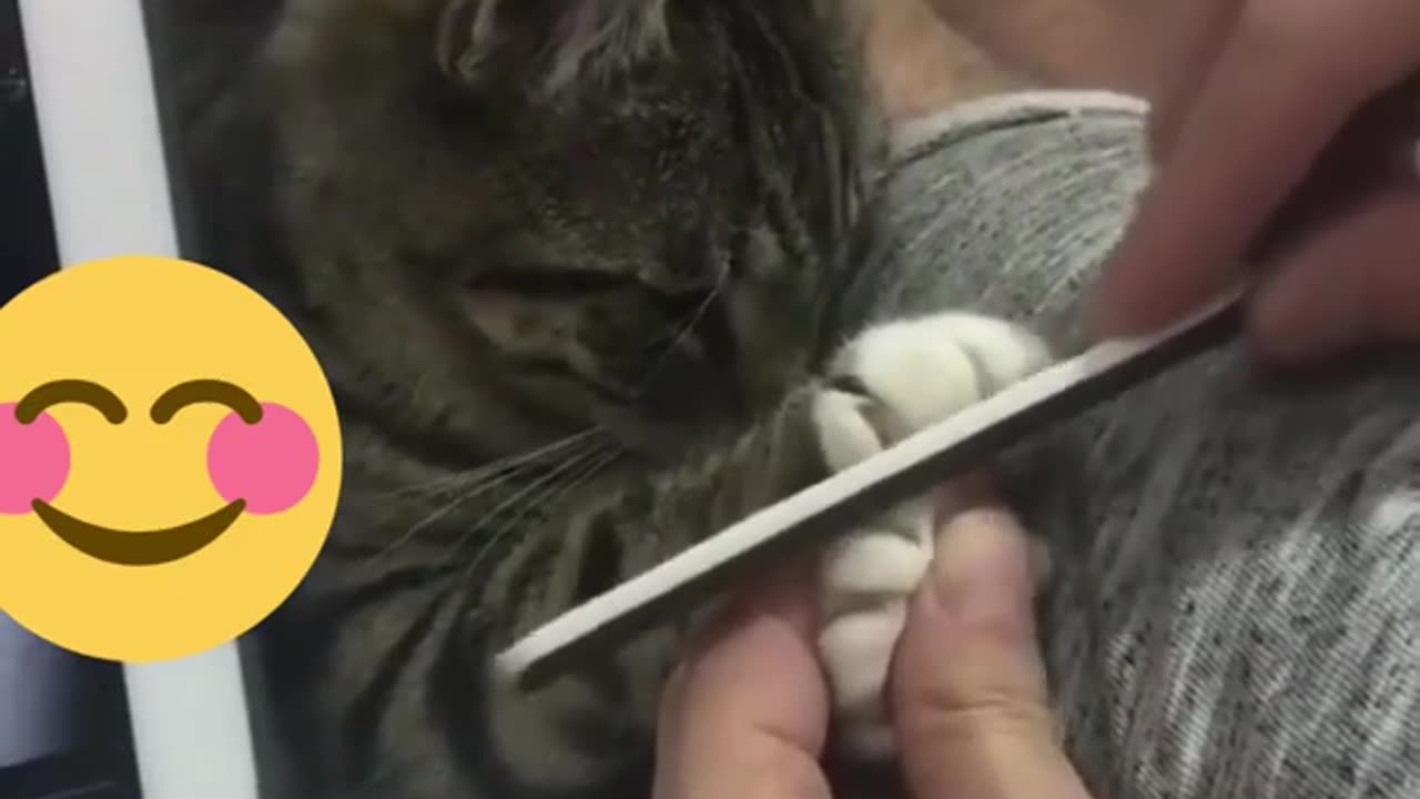 Funny animals cats and dogs