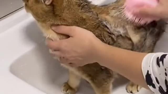 Wash the cat