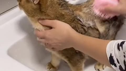 Wash the cat
