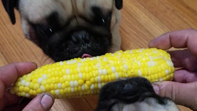 Pugs eating corn