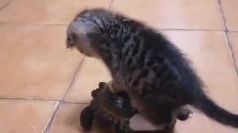 Cute Cat Playing with Turtle 🐢😻🐈😸..!!