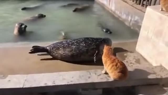 Cat and seal