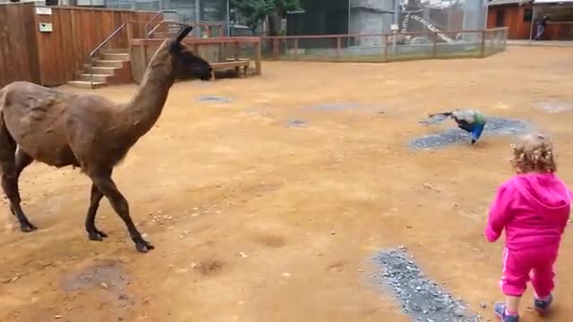 Funny Babies At The Zoo animals masti time