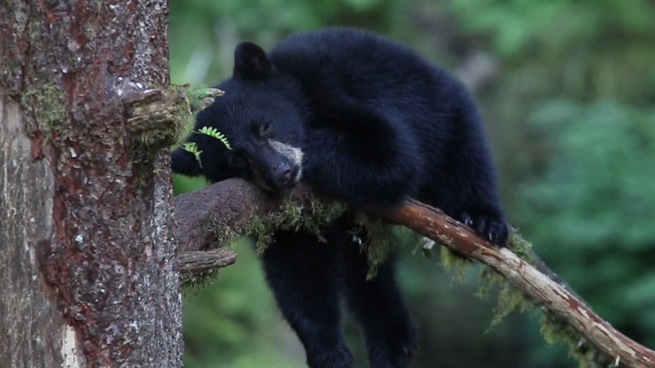 Sleepy Cub Rests on a Branch