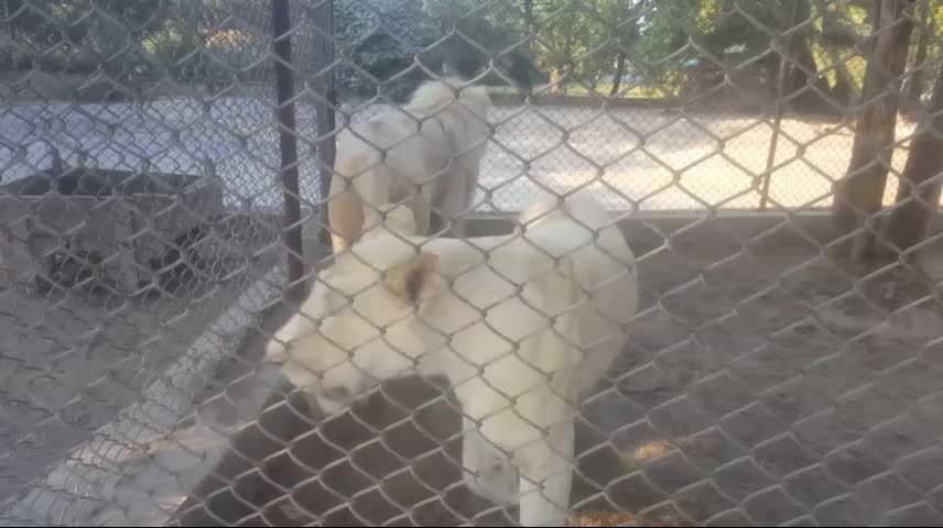 Rare White lion