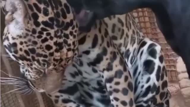 The love of animals is an amazing sight