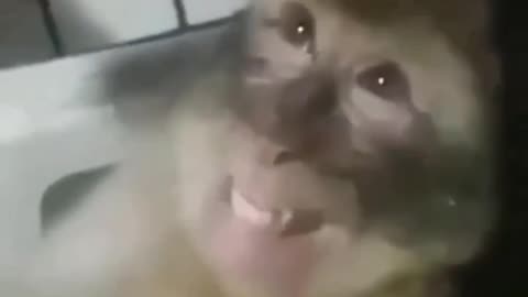 🐒