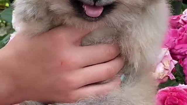 Dogs #short video