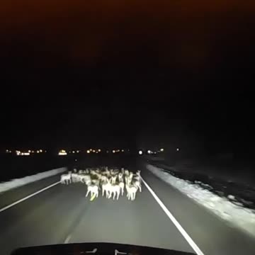 Big Rig Mows Down Herd of Deer
