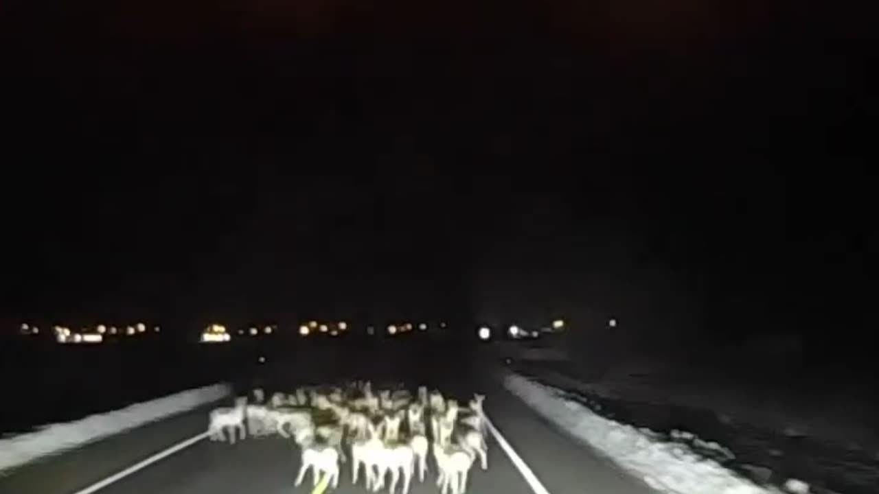 Big Rig Mows Down Herd of Deer