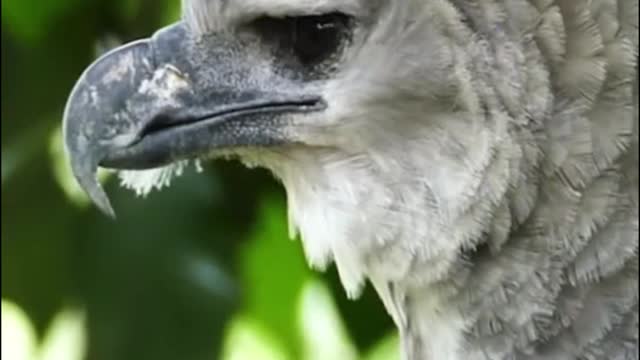 Is this the eagle? Their mouths are so sharp