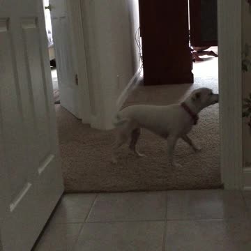 dog unsure of tile flooring