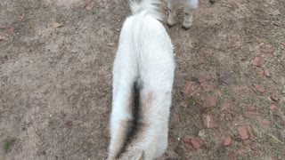 Goaties and Chickens in the yard