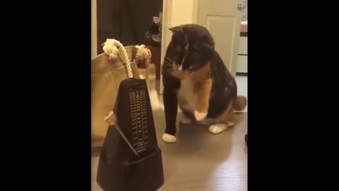 Funniest Animals - Funny Cat and Cute Dog Videos Compilation