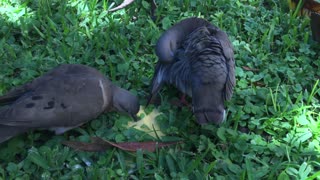 Couple Pigeons Satisfied Over Some Fresh Rice