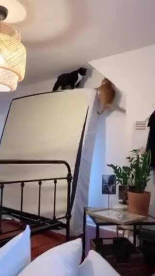 The Lion King,1994 Re-enacted 😂