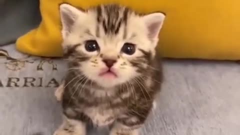 Funny Animal Videos 2024 Best Dogs And Cats Videos 😺😍 #13