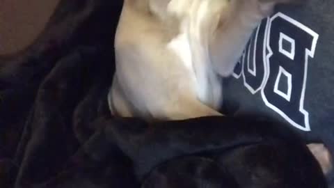 Brown dog lays against girls chest