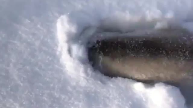 Play hide and seek in the snow ❄️😂