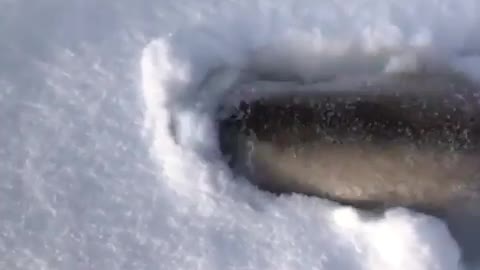 Play hide and seek in the snow ❄️😂