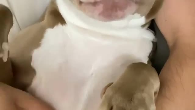 The dog reaction is very cute