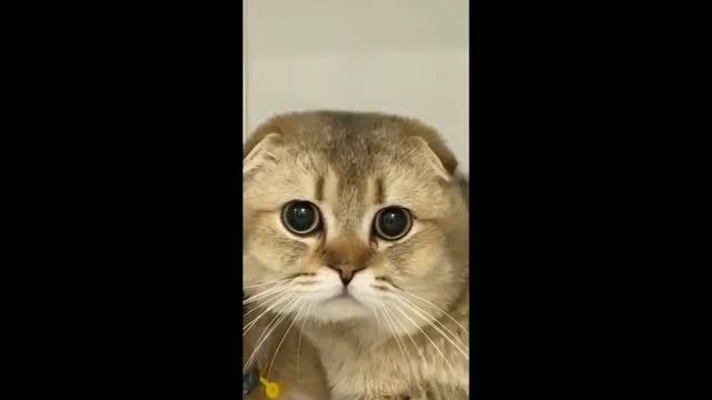 Funny Cat Reaction 😂