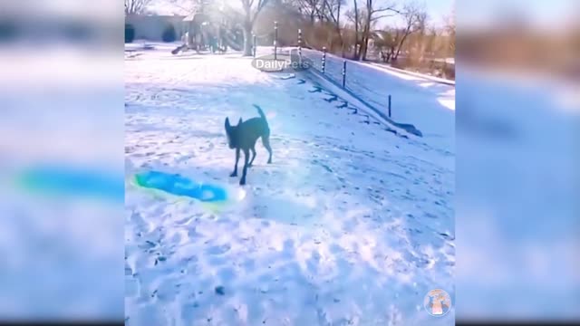 This Dog Loves To Slide (Chillin)