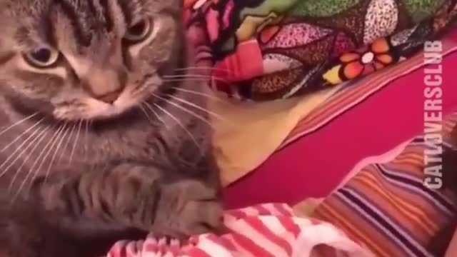 funny cats...