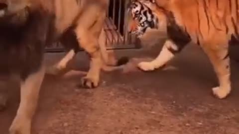 Tiger 🐅 attacking lion 🦁 . Tiger vs lion