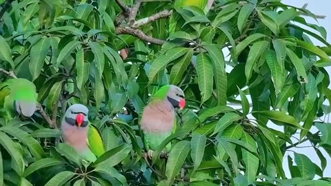 Amidst the lush green leaves.Green green beautiful parrot.