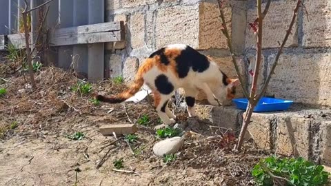 I gave food to a Hungry street Cat 😍 #hungrycats #hungry
